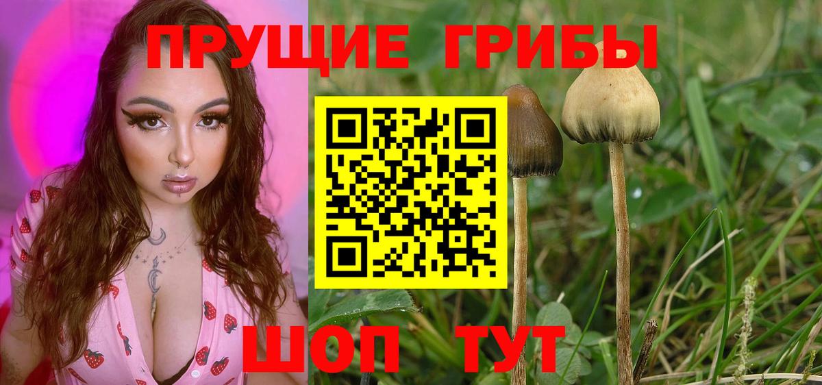 Псилоцибиновые грибы GOLDEN TEACHER Камень-на-Оби