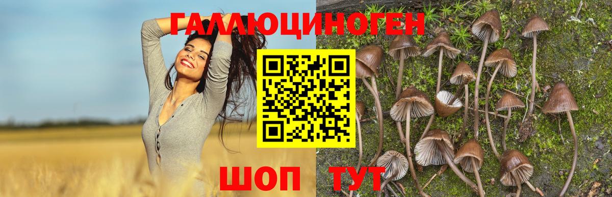 Камень-на-Оби  Галлюциногенные грибы Psilocybe  Вход с VPN  Галлюциногенные грибы GOLDEN TEACHER 